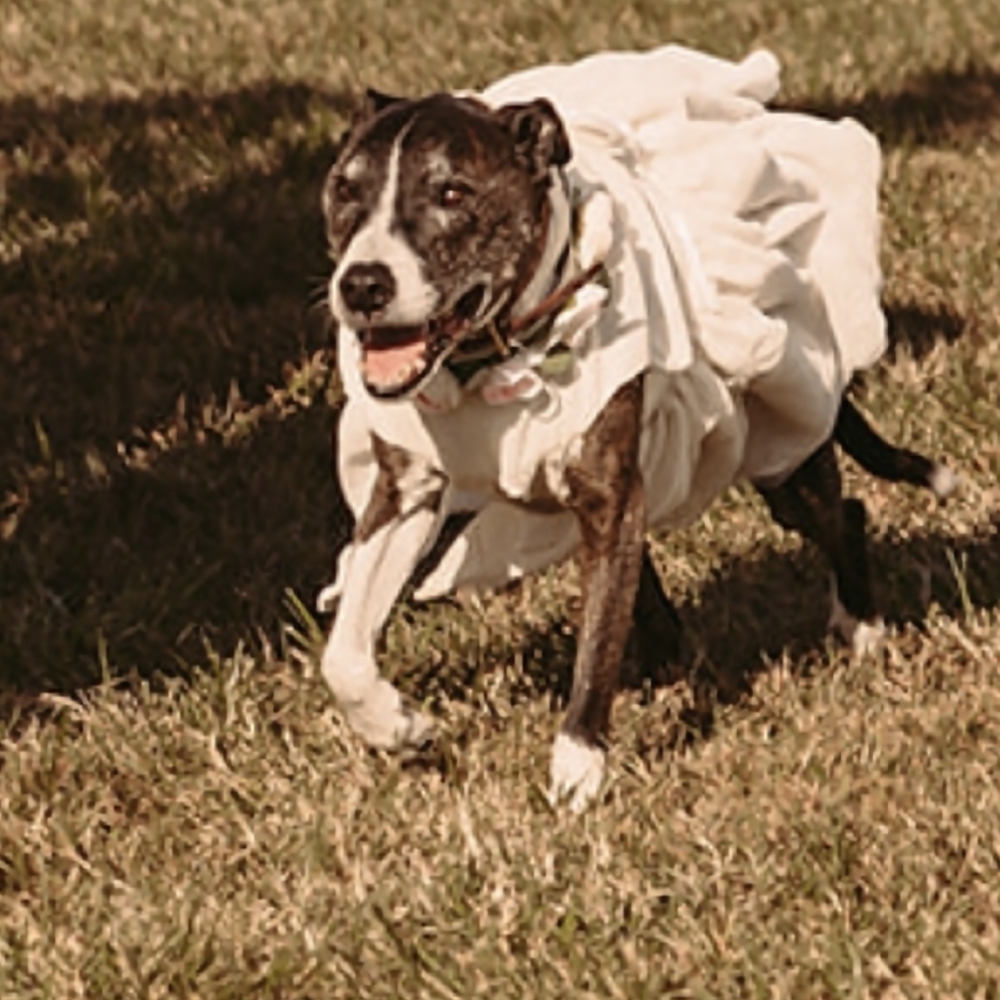 Cream Dog Wedding/celebration Dress with Floral Collar - Pet Apparel